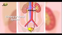 http://healinggaling.ph/wp-content/uploads/sites/5/2018/02/Kidney-Enlargement-wpcf_200x113.jpg