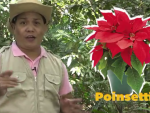 https://healinggaling.ph/ph/wp-content/uploads/sites/5/2021/02/Poinsettia-150x150-wpcf_150x113.png