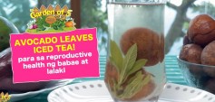 https://healinggaling.ph/ph/wp-content/uploads/sites/5/2024/11/Garden-of-E-Avocado-Leaves-Iced-Tea-para-sa-Reproductive-Health-wpcf_237x113.jpg