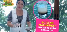 https://healinggaling.ph/ph/wp-content/uploads/sites/5/2024/11/Garden-of-E-Buto-ng-Malunggay-bilang-Natural-Water-Filter-wpcf_237x113.jpg
