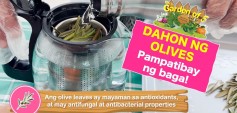 https://healinggaling.ph/ph/wp-content/uploads/sites/5/2024/11/Garden-of-E-Dahon-ng-Olives-Tsaa-Pampatibay-ng-Baga-wpcf_237x113.jpg