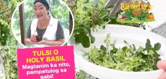 https://healinggaling.ph/ph/wp-content/uploads/sites/5/2024/11/Garden-of-E-Pampatulog-na-Holy-Basil-o-Tulsi-wpcf_237x113.jpg