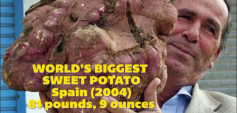 http://healinggaling.ph/wp-content/uploads/2021/01/Sweet-Potato-wpcf_237x113.png